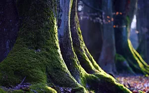 Forest wide wallpapers and HD wallpapers
