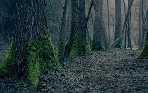 Forest wide wallpapers and HD wallpapers