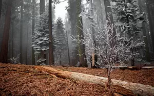 Forest wide wallpapers and HD wallpapers