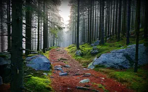 Forest wide wallpapers and HD wallpapers