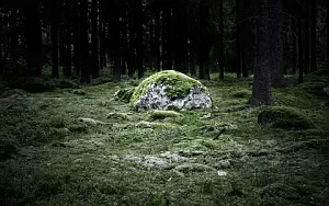 Forest wide wallpapers and HD wallpapers