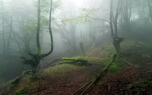 Forest wide wallpapers and HD wallpapers