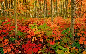 Autumn wallpapers