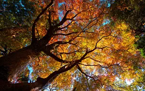 Autumn wallpapers
