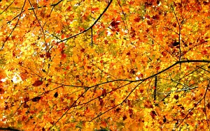 Autumn wallpapers