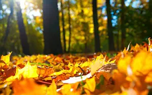 Autumn wallpapers