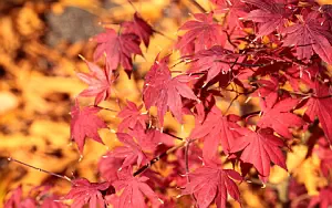 Autumn wallpapers