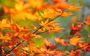 Autumn wallpapers