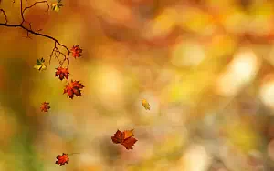 Autumn wallpapers
