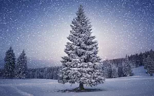 Winter wallpapers
