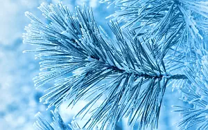 Winter wallpapers