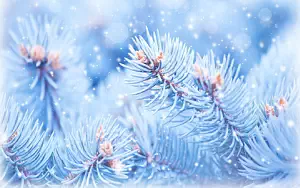 Winter wallpapers